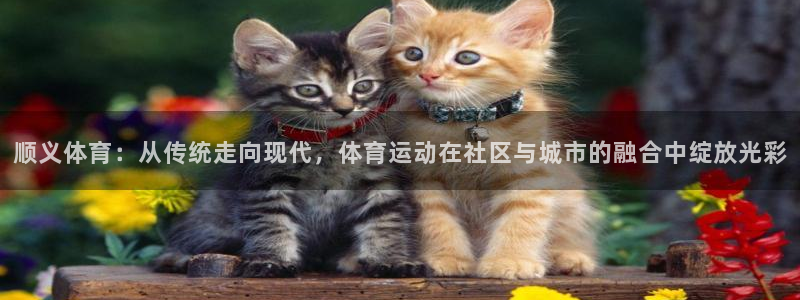 顺义体育：从传统走向现代，体育运动在社区与城市的融合中绽放光彩